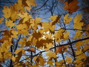 Sun Thru the Leaves (2)