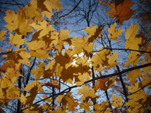 Sun Thru the Leaves (2)