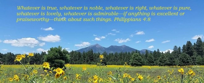 Flagstaff Mountain Flowers Philippians 4 8 by Chris Fraley jpeg