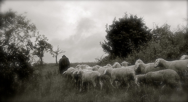 A Sheperd by Lauri Heikkinen