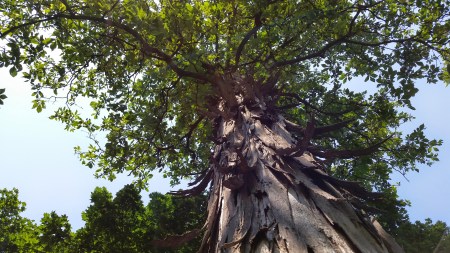 Shagbark Hickory